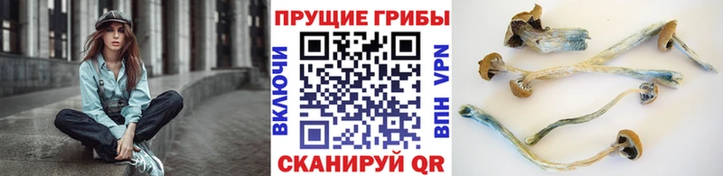 Купить где  Вязьма  Галлюциногенные грибы Cubensis 